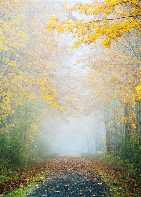 Misty Autumn Forest Path Wallpapers - Wallpaper Cave