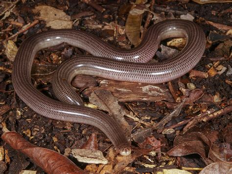 Blind Snake - The Australian Museum