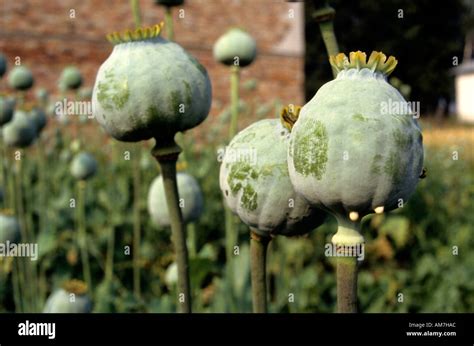 poppy flower drug