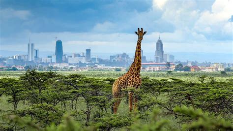 Nairobi National Park, Kenya | Nairobi Safari Tour