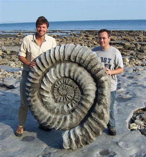 Giant Ammonite Fossils | Fossils, Prehistoric animals, Fossil