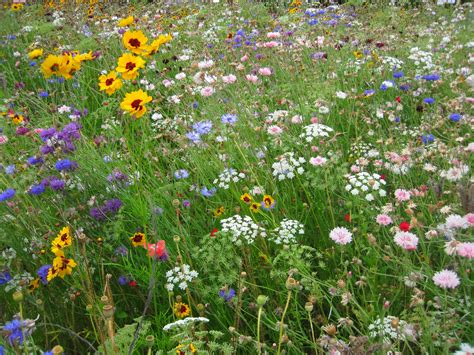 Free stock photo of colourful, flowers, grass