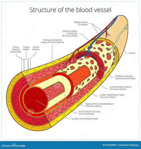 Structure Of Vessel. Artery With Blood Cells. Human Anatomical System Vector Illustration ...