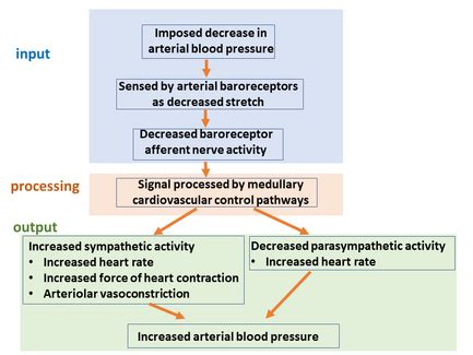 Neural Circuit - Physiopedia