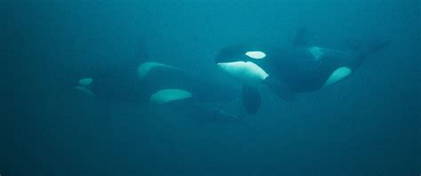 Snorkel with Orcas in Norway • Scuba Diver Life