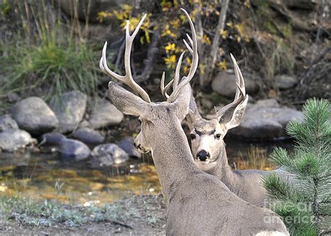 Mule Deer Antlers Photograph by Nava Thompson