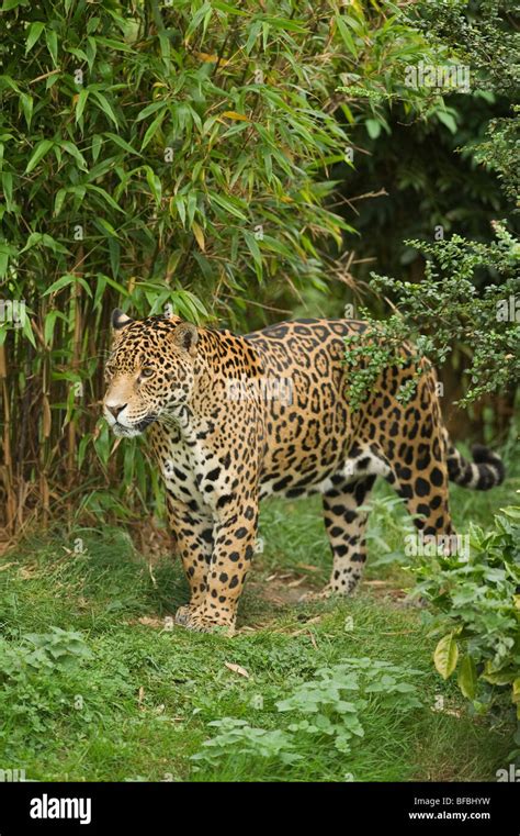 Chester zoo jaguar hi-res stock photography and images - Alamy