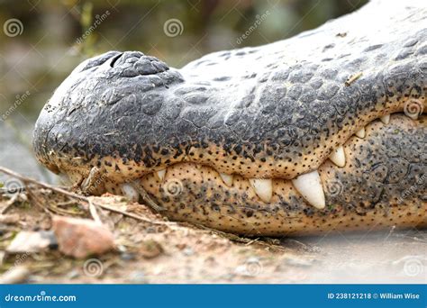 Close Up of Large American Alligator Teeth and Integumentary Sense Organs Stock Photo - Image of ...