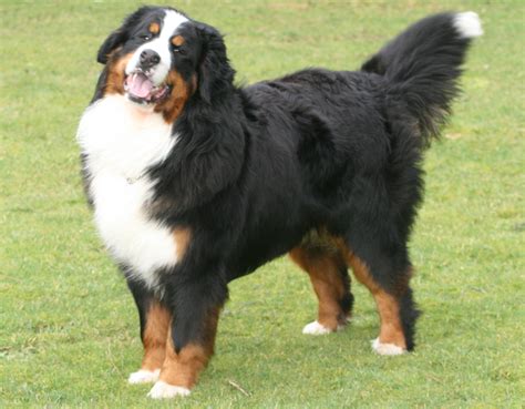 Bernese Mountain Dog wants to play - Pet Paw