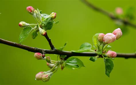 Buds wallpaper | 2560x1600 | #29584