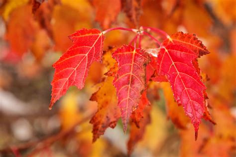 13 Beautiful Species of Maple Trees