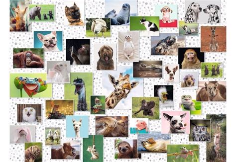 Funny Animals Collage -> Overkommelige Priser