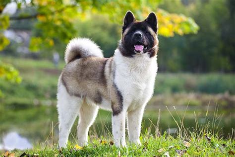 Akita – The Teacup Dogs