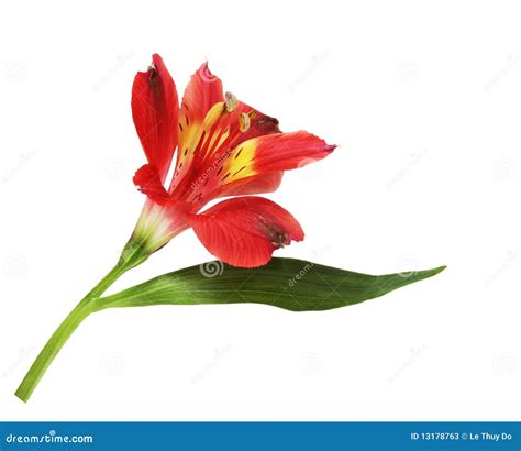 Single Lily Flower Stock Photos - Image: 13178763