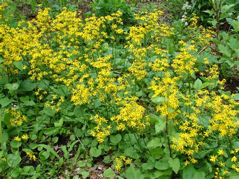 The Plantsmen Nursery | Senecio aureus - Golden Ragwort