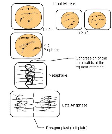 Cell division: