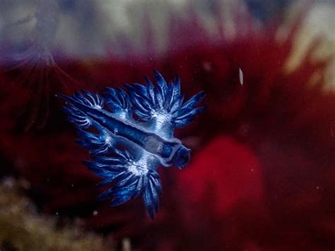 Creature Feature: Glaucus atlanticus