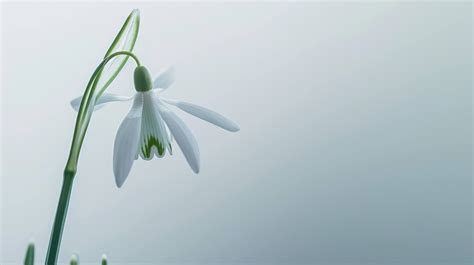 snowdrop flower close-up, delicate snowdrop, early spring flowers ...