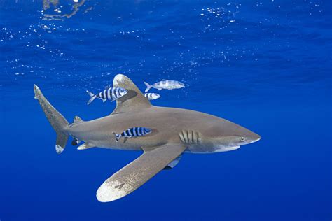 WWF - Historic shark decision takes effect