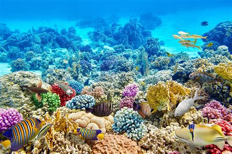 Where Are Coral Reefs Found? - WorldAtlas