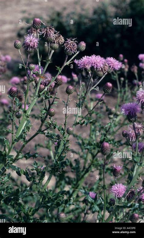 Creeping thistle Cirsium arvense in flower Stock Photo - Alamy