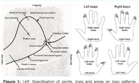 Ulnar Loop Vs Radial Loop Fingerprint