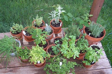 Potted herb garden... | Herb garden pots, Container herb garden, Planting herbs