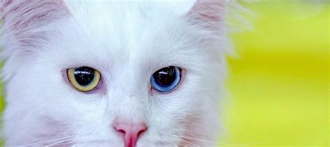 Turkish Angora Cat Breed Guide and Profile | Litter-Robot