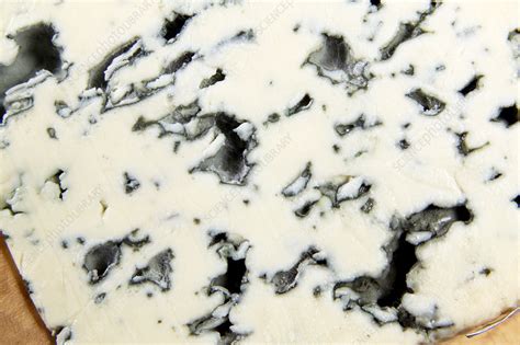 Roquefort cheese - Stock Image - H110/3833 - Science Photo Library