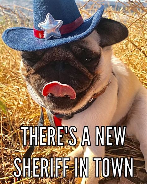 101 Lovable Pug Memes That Are Too Puggin' Cute