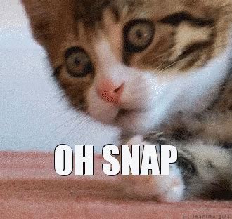 Cat Oh GIF - Cat Oh Snap - Discover & Share GIFs