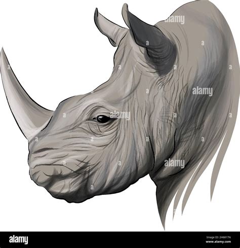 Rhino head portrait, rhinoceros, color drawing, realistic. Vector illustration of paints Stock ...