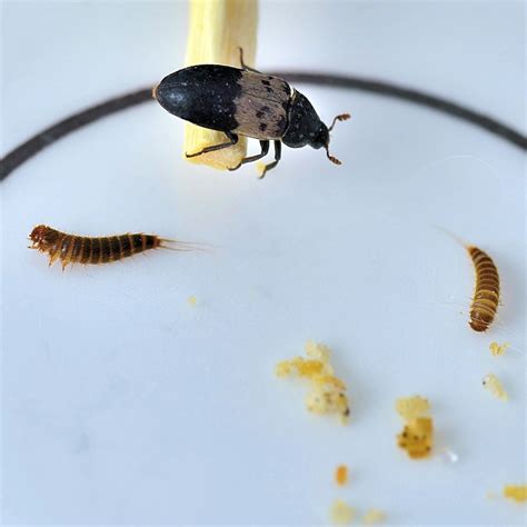 Gallery For > Hide Beetle Larvae