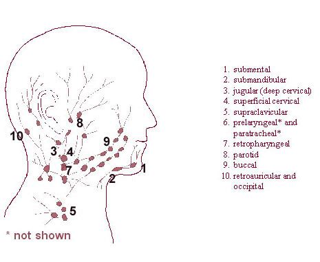 Occipital Lymph Node Location