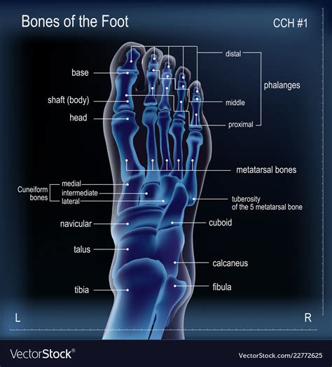 X ray of bones the of foot Royalty Free Vector Image