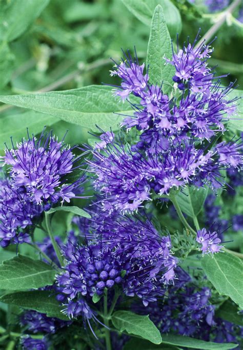 Purple Flowering Shrubs Bushes