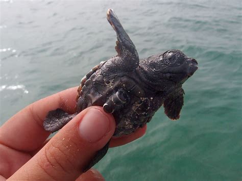 Acoustic tags track 'frenzy swimming' in baby sea turtles | Science | AAAS