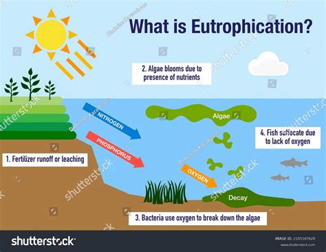 Eutrophication