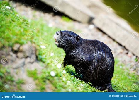 Nutria in river habitat stock image. Image of domestication - 148365163