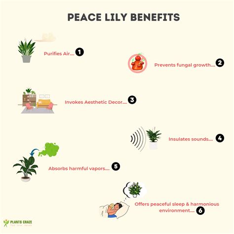 Peace Lily Benefits [7 of the Best Ones You Did Not Know!]