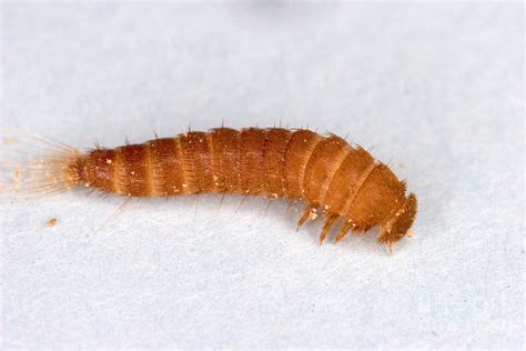 Larva Of Black Carpet Beetle by Ted Kinsman