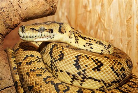 See A Python Attack A Man And Constrict Him In Harrowing Footage ...