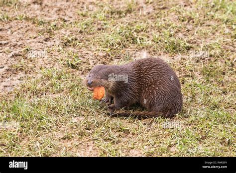 Young Eurasian otter (Lutra lutra) eating Stock Photo - Alamy