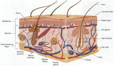 Organ-Organ Sistem Ekskresi pada Manusia | Biologi Kelas 11