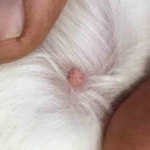 Help! Is it a Lump, Cyst or Growth on my Dog? | Walkerville Vet - We ...