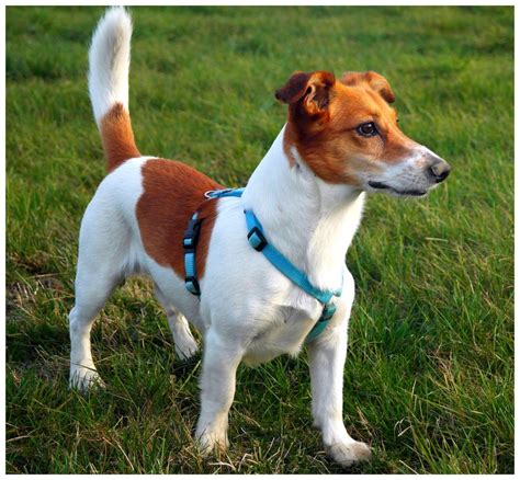 Jack Russel Foxterrier Mix Foto & Bild | tiere, haustiere, hunde Bilder auf fotocommunity