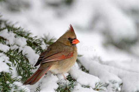 Northern Cardinal in a Tree Stock Image - Image of cardinal, snow: 37262091