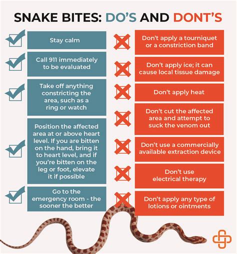 Do Tourniquets Work For Snake Bites | Besttravels.org