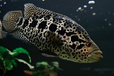 Jaguar Cichlid Care - Size, Life Span, Tank Mates, Breeding