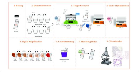 | Graphic protocol scheme Summary of the RNAScope staining protocol and... | Download Scientific ...